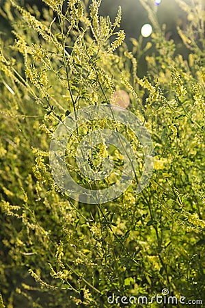 Melilotus officinalis or sweet yellow clover flowers in meadow selective focus image Stock Photo