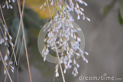 Melinis repens grass Stock Photo