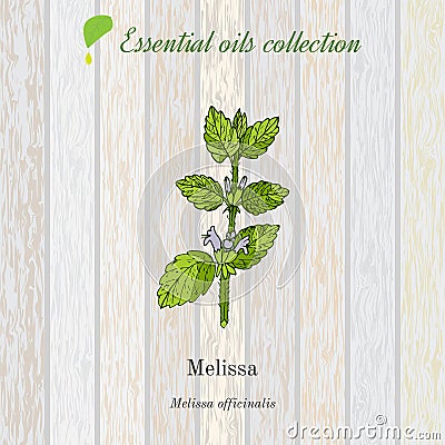 Melissa, essential oil label, aromatic plant Vector Illustration