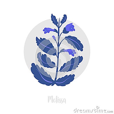 Melissa herbaceous plant. Twig of fresh Blossoming spicy herb. Vector illustration. Also Lemon balm, common balm, or balm mint. Vector Illustration