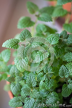 Lemon balm herb in pot on at home, closeup. Indoor gardening concept Stock Photo