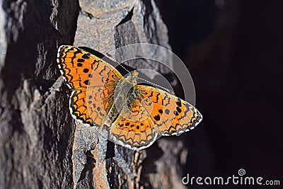 Melitaea collina butterfly , butterflies of Iran Stock Photo