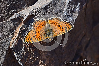 Melitaea collina butterfly , butterflies of Iran Stock Photo