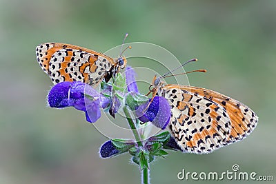 Melitaea didyma Stock Photo