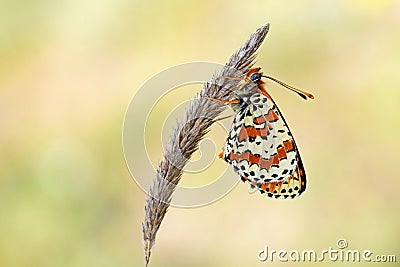 Melitaea interrupta , the Caucasian Spotted Fritillary butterfly Stock Photo