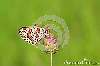 Melitaea interrupta , the Caucasian Spotted Fritillary butterfly Stock Photo