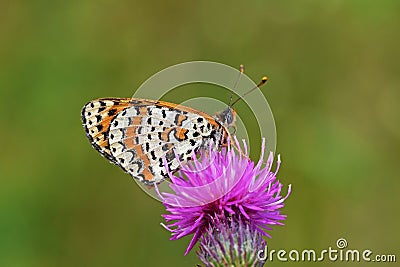 Melitaea interrupta , the Caucasian Spotted Fritillary butterfly Stock Photo