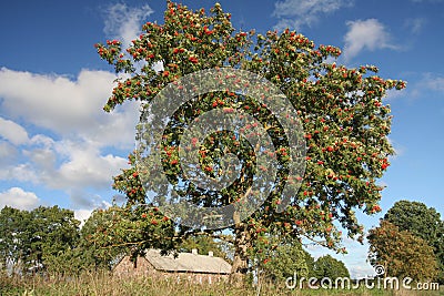 Mellow ash-tree berries Stock Photo