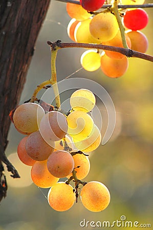 Mellow cluster of grapes Stock Photo