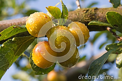 Mellow mirabelles Stock Photo