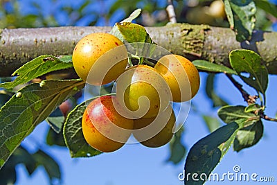 Mellow mirabelles Stock Photo