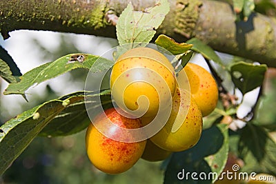 Mellow mirabelles Stock Photo