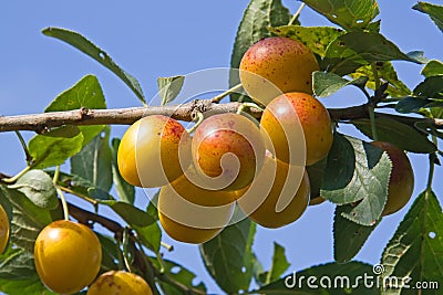 Mellow mirabelles Stock Photo