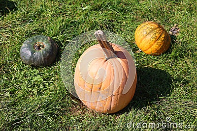 Mellow Yellow pumpkins Stock Photo