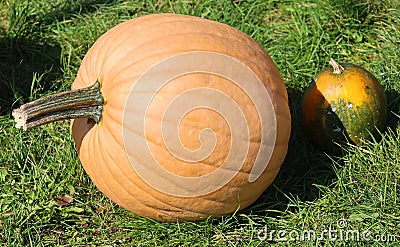 Mellow Yellow pumpkins Stock Photo