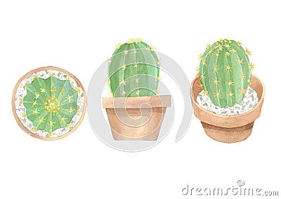 Melocactus collection1 Stock Photo