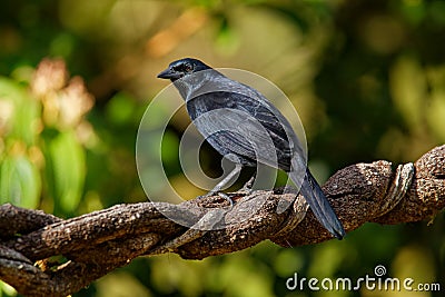 Melodious blackbird - Dives dives medium-sized blackbird with a rounded tail, plumage is entirely black with a bluish gloss, and Stock Photo