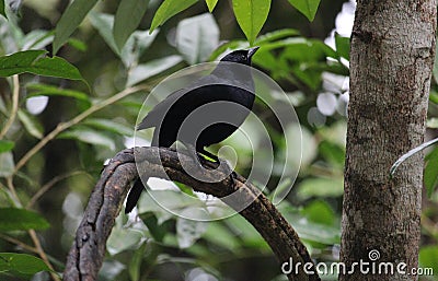 A Melodious Blackbird male on a branch Stock Photo