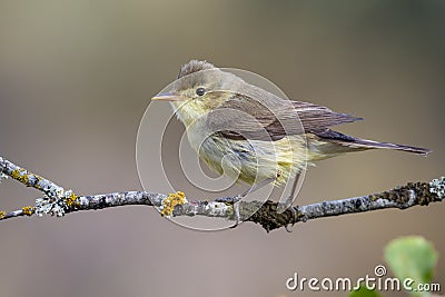 Melodious Warbler Hippolais polyglotta, perched on a branch on a blurred background Stock Photo