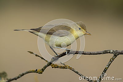 Melodious warbler Hippolais polyglotta, perched on a branch. Spain Stock Photo