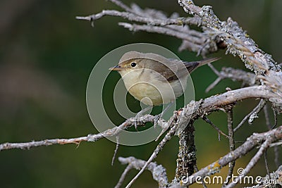 Melodious Warbler - Hippolais polyglotta - PyrÃ©nÃ©es-Orientales, France Stock Photo