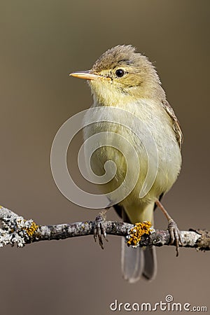 Melodious Warbler Hippolais polyglotta vertical photo Stock Photo