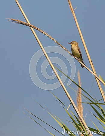 Melodious warbler on reed Stock Photo