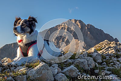 Melody Super dog and the Gran Sasso`s Peak Stock Photo