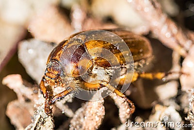 Melolontha melolontha beetle cockchafer Stock Photo