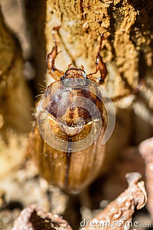 Melolontha melolontha beetle cockchafer Stock Photo