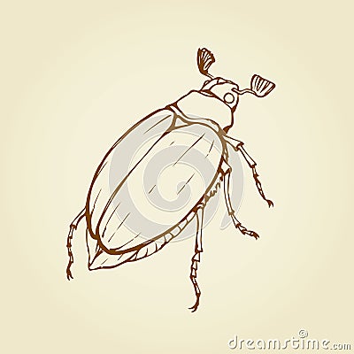 Melolonthinae. Vector drawing Vector Illustration