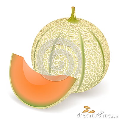 Melon Vector Illustration