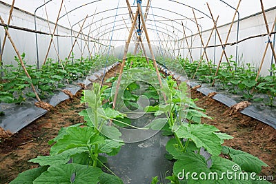 Melon crop in vegetative stage Stock Photo