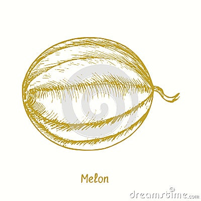 Melon ( Cucurbitaceae ) fruit. Ink yellow doodle drawing in woodcut style Vector Illustration