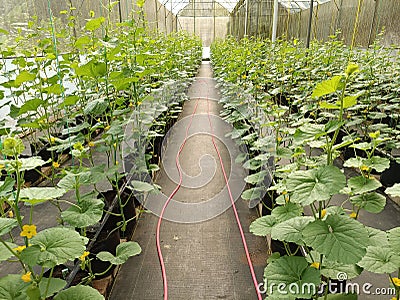 Melon cultivation using a hydroponic system looks very neat in rows Stock Photo