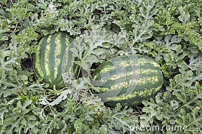 Melon field with heaps of ripe watermelons in summer Stock Photo