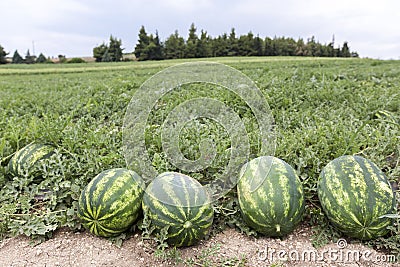 Melon field with heaps of ripe watermelons in summer Stock Photo