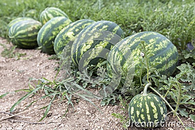 Melon field with heaps of ripe watermelons in summer Stock Photo