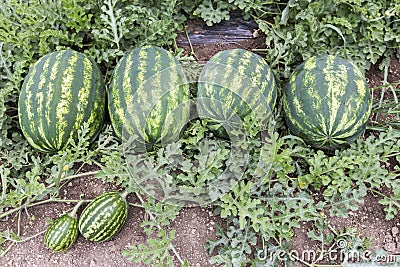 Melon field with heaps of ripe watermelons in summer Stock Photo