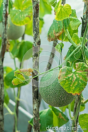 Melon fruit with plant hanging Stock Photo