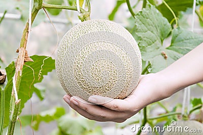 Melon in hand, Cantaloupe melons growing in a greenhouse supported by string melon nets Stock Photo