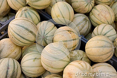 Melons Stock Photo