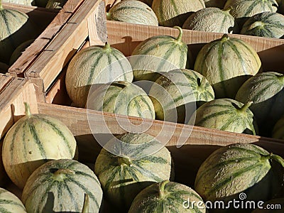 Melons Stock Photo