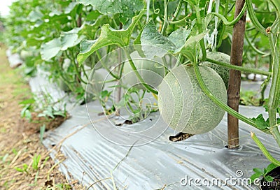 Melons farm at Korkret Stock Photo