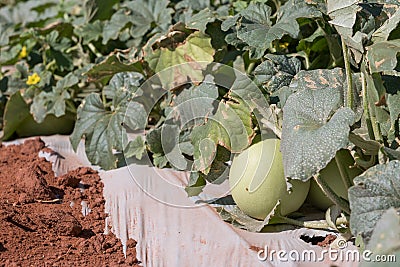 Melons on a farm plant in brazil Stock Photo