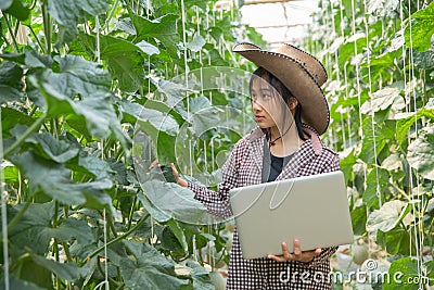 Melons in the garden, Young woman in greenhouse melon farm. Stock Photo