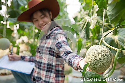Melons in the garden, Young woman holding melon in greenhouse melon farm. Stock Photo