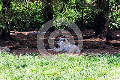 Melville Island wolf (Canis lupus arctos) resting under the trees looking aside Stock Photo