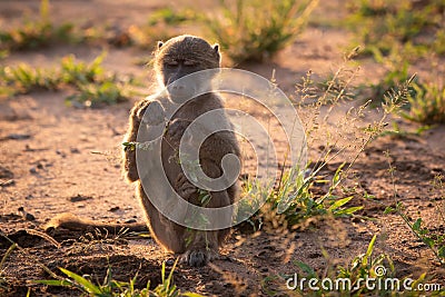 BACKLIT CHACMA BABOON 13 Stock Photo