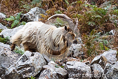 Wild mountain goat, feral showing horns amongst bracken walking on rocks Stock Photo
